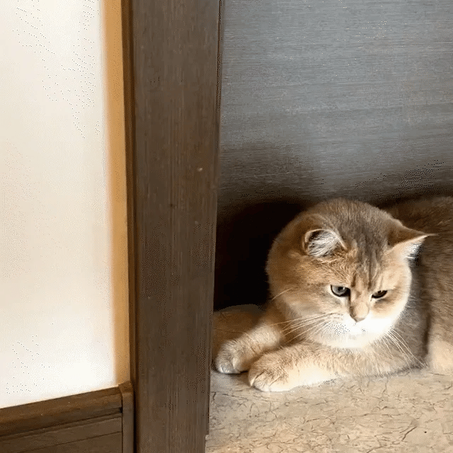 Corner Self Grooming Brush